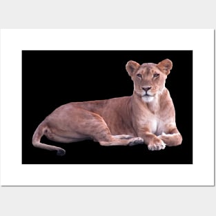 Lioness in Africa Posters and Art